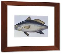 Image result for Umbrina cirrosa