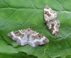 Attēlu rezultāti vaicājumam “Epirrhoe”