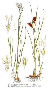 Attēlu rezultāti vaicājumam “Rhynchospora alba”