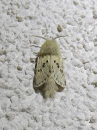 Attēlu rezultāti vaicājumam “Lamellocossus terebra”