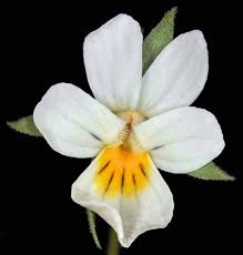 Attēlu rezultāti vaicājumam “Viola arvensis”