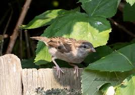 Attēlu rezultāti vaicājumam “Passer domesticus juvenile”