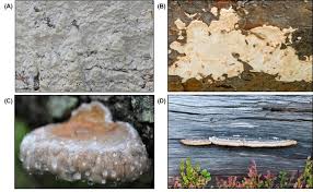 Attēlu rezultāti vaicājumam “Antrodia xantha”
