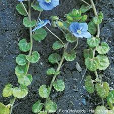 Attēlu rezultāti vaicājumam “Veronica filiformis bud”