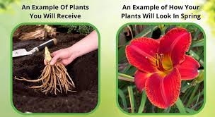 Attēlu rezultāti vaicājumam “Ranunculus repens flower”