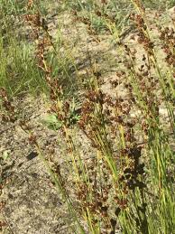 Attēlu rezultāti vaicājumam “Juncus squarrosus”