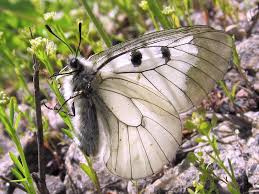 Attēlu rezultāti vaicājumam “Parnassius mnemosyne underside”