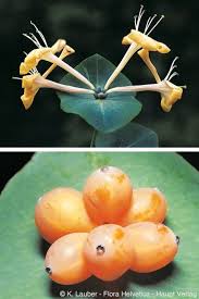 Attēlu rezultāti vaicājumam “Lonicera caprifolium”