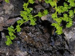 Attēlu rezultāti vaicājumam “Herniaria glabra”