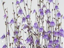 Attēlu rezultāti vaicājumam “Utricularia x neglecta”