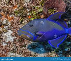 Image result for Balistes vetula