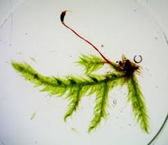 Attēlu rezultāti vaicājumam “Thamnobryum subserratum sporophyte”