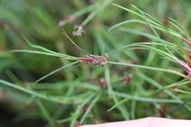 Attēlu rezultāti vaicājumam “Juncus bulbosus fruit”