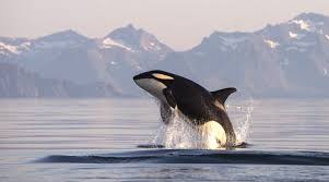Image result for Orcinus orca