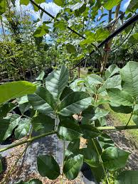 Attēlu rezultāti vaicājumam “Fraxinus pennsylvanica”