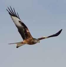 Image result for Kite Club of Scotland