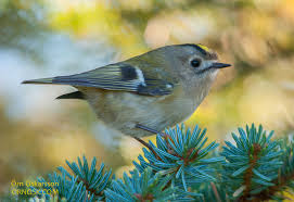 Attēlu rezultāti vaicājumam “Regulus regulus”