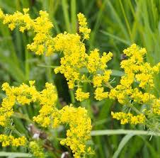 Attēlu rezultāti vaicājumam “Galium verum leaf”