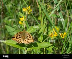 Attēlu rezultāti vaicājumam “Argynnis laodice male”