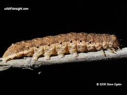 Attēlu rezultāti vaicājumam “Noctua fimbriata larva”