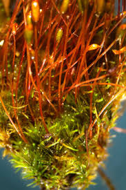 Attēlu rezultāti vaicājumam “Dicranum flagellare”