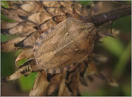 Attēlu rezultāti vaicājumam “Eurygaster testudinaria”