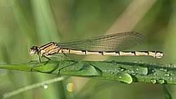 Attēlu rezultāti vaicājumam “Enallagma cyathigerum male”