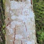 Attēlu rezultāti vaicājumam “Crataegus chrysocarpa”