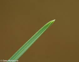 Attēlu rezultāti vaicājumam “Sesleria caerulea leaf”