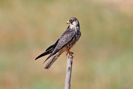 Image result for Falco amurensis