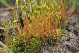 Attēlu rezultāti vaicājumam “Bryum amblyodon sporophyte”