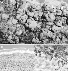 Attēlu rezultāti vaicājumam “Candelariella sp.”