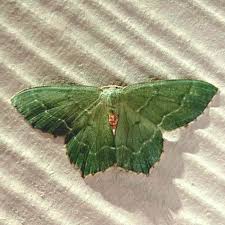 Attēlu rezultāti vaicājumam “Hemithea aestivaria”