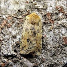 Attēlu rezultāti vaicājumam “Conistra rubiginea”