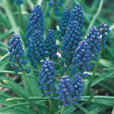 Attēlu rezultāti vaicājumam “Muscari armeniacum flower”