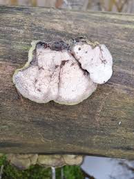 Attēlu rezultāti vaicājumam “Gloeoporus pannocinctus”