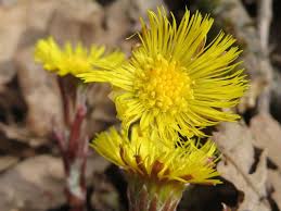 Attēlu rezultāti vaicājumam “Tussilago farfara flower”