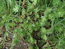 Attēlu rezultāti vaicājumam “Geranium pusillum leaf”