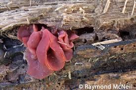 Attēlu rezultāti vaicājumam “Ascocoryne cylichnium”