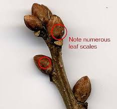 Attēlu rezultāti vaicājumam “Quercus robur bud”