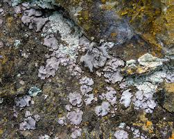 Attēlu rezultāti vaicājumam “Dermatocarpon miniatum”