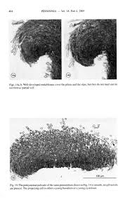 Attēlu rezultāti vaicājumam “Lamproderma nigrescens young”