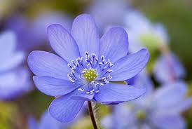 Attēlu rezultāti vaicājumam “Hepatica nobilis flower”