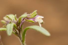 Attēlu rezultāti vaicājumam “Microrrhinum minus”