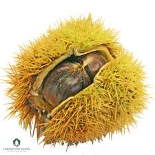 Attēlu rezultāti vaicājumam “Castanea sativa  fruit”