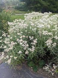 Attēlu rezultāti vaicājumam “Anaphalis margaritacea”