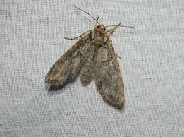 Attēlu rezultāti vaicājumam “Polia nebulosa”