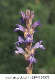 Attēlu rezultāti vaicājumam “Orobanche coerulescens flower”