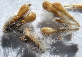 Attēlu rezultāti vaicājumam “Clossiana euphrosyne upperside”