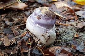 Attēlu rezultāti vaicājumam “Cortinarius praestans”